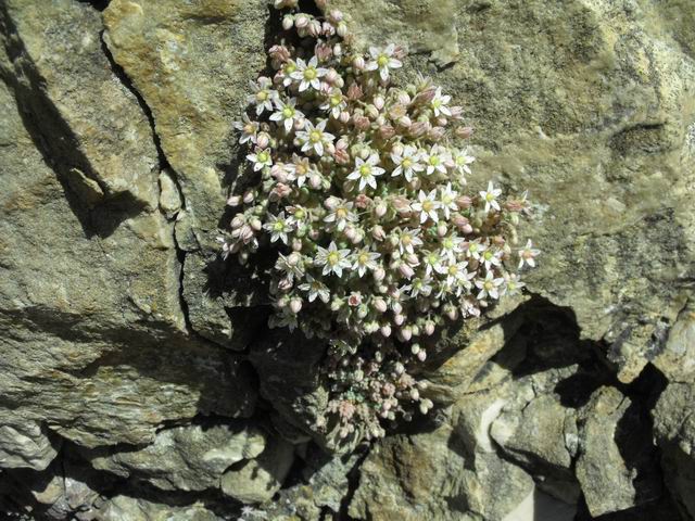 Sedum dasyphyllum